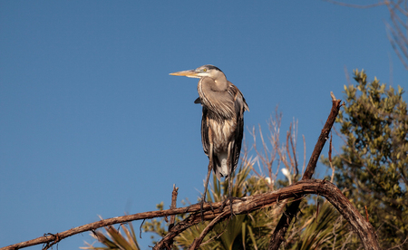 Great blue heron Ardea herodias looks out over the ocean at Delnor-Wiggins Pass State Park in Naples, Floridaの写真素材