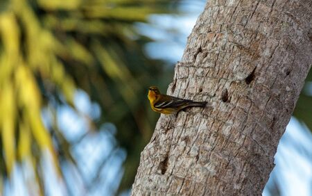 Pine warbler bird Dendroica palmarum at a bird feeder in the marsh at Lakes Park in Fort Myers, Floridaの写真素材