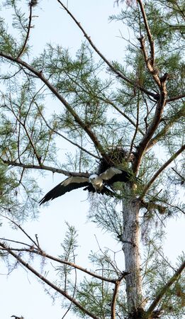 Swallow-tailed kite builds a nest in the Corkscrew Swamp Sanctuary of Naples, Floridaの写真素材