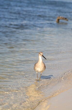 Willet shorebird Tringa semipalmata along the shore of Clam Pass in Naples, Florida in the morning.の写真素材