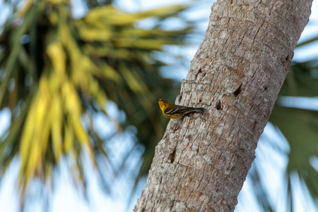 Pine warbler bird Dendroica palmarum at a bird feeder in the marsh at Lakes Park in Fort Myers, Floridaの写真素材