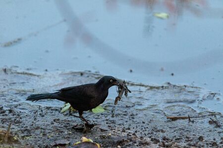 Fish crow bird Corvus ossifragus forages for food in a marsh in Naples, Floridaの写真素材