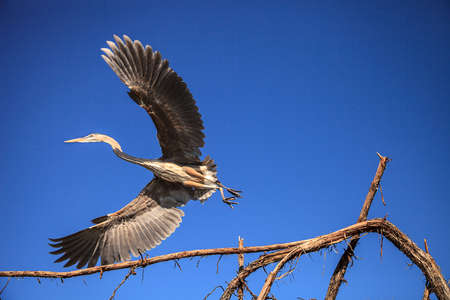 Great blue heron Ardea herodias looks out over the ocean at Delnor-Wiggins Pass State Park in Naples, Floridaの写真素材