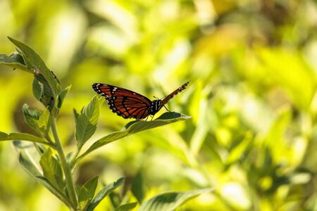 Monarch butterfly Danaus plexippus on a milk weed in the CREW Bird Rookery in Naples, Florida