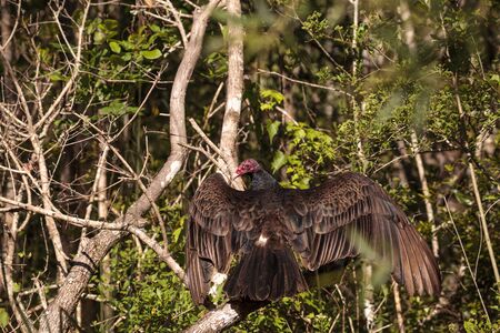 Turkey vulture Cathartes aura perches on deadwood in a marsh in the CREW Bird Rookery in Naples, Floridaの写真素材