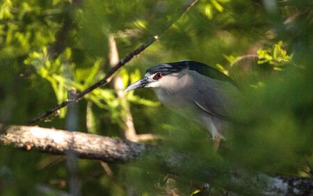 Still Black-crowned night heron shorebird Nycticorax nycticorax hunts in a pond in the Corkscrew Swamp Sanctuary of Naples, Floridaの写真素材