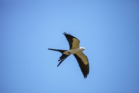 Swallowtail kite Elanoides forficatus flies across a blue sky in Naples, Florida in Winterの写真素材