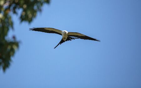 Swallowtail kite Elanoides forficatus flies across a blue sky in Naples, Florida in Winterの写真素材