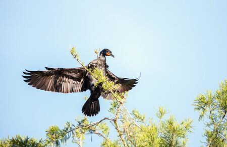 Double-crested Cormorant, Phalacrocorax auritus, is a black fishing bird found in lakes and rivers in North America. の写真素材
