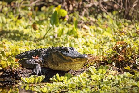 Young American Alligator mississippiensis basking on the side of a pond on a golf course in Floridaの写真素材