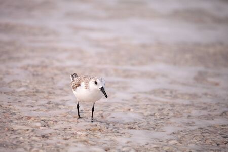 Western Sandpiper shorebirds Calidris mauri  forage along the ocean shore for food at Barefoot Beach in Bonita Springs, Floridaの写真素材