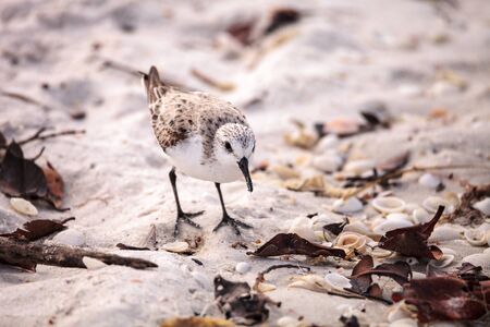 Western Sandpiper shorebirds Calidris mauri  forage along the ocean shore for food at Barefoot Beach in Bonita Springs, Floridaの写真素材