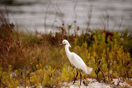 Snowy egret Egretta thula bird hunts for fish in the ocean at Delnor-Wiggins Pass State Park in Naples, Floridaの写真素材
