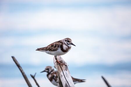 Nesting Ruddy turnstone wading bird Arenaria interpres along the shoreline of Barefoot Beach, Bonita Springs, Florida.の写真素材