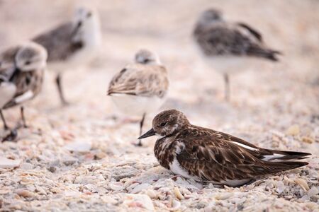Nesting Ruddy turnstone wading bird Arenaria interpres along the shoreline of Barefoot Beach, Bonita...