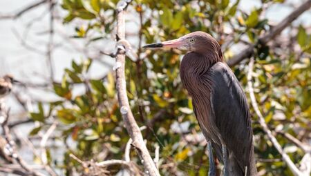 Little blue heron Egretta caerulea  forages for food at Barefoot Beach in Bonita Springs, Florida.の写真素材