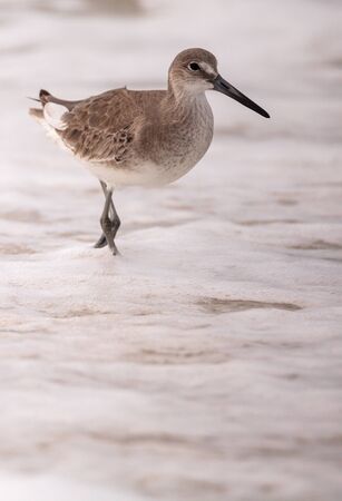 Common Snipe Shorebird Gallinago gallinago forages for food at Barefoot Beach in Bonita Springs,...