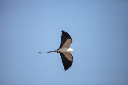 Swallow-tailed kite flies across a blue sky over Tigertail Beach on Marco Island, Floridaの写真素材