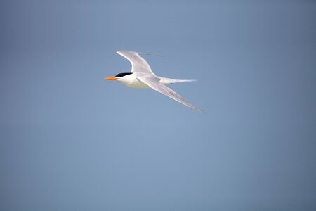 Lesser tern Sternula antillarum flies across a blue sky at Clam Pass Beach in Naples, Florida