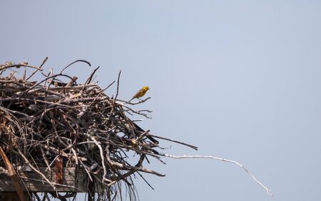 Pine warbler bird Setophaga pinus perches on a big osprey nest over Tigertail Beach on Marco Island, Floridaの写真素材