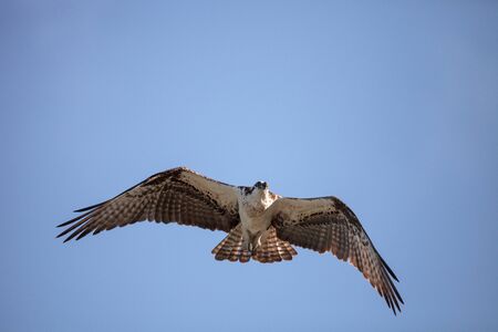 Osprey bird of prey Pandion haliaetus flying across a blue sky over Clam pass in Naples, Florida in the morning.の写真素材