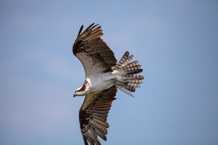 Osprey bird of prey Pandion haliaetus flying across a blue sky over Clam pass in Naples, Florida in the morning.の写真素材
