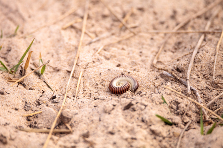 Yellow banded millipede Anadenobolus monilicornis crawls along the sand of a grass field in Naples, Floridaの写真素材