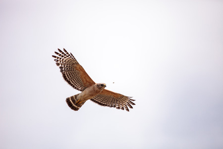 Red shouldered Hawk Buteo lineatus hunts for prey in the Corkscrew Swamp Sanctuary of Naples, Floridaの写真素材