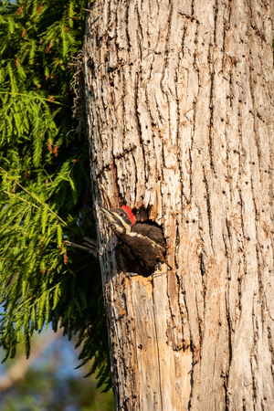 Adult pileated woodpecker bird Dryocopus pileatus feeds baby chicks in the hole of a pine tree at the Corkscrew Swamp Sanctuary in Naples, Floridaの写真素材