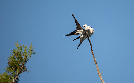 Swallow-tailed kite perches high in a tree and preens his feathers in the Corkscrew Swamp Sanctuary of Naples, Floridaの写真素材