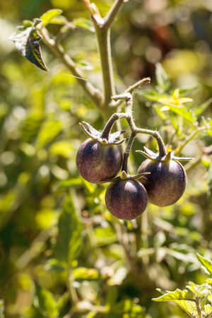 Cherry tomatoes called kissed by a smurf for being purple tomatoes in an organic vegetable gardenの写真素材