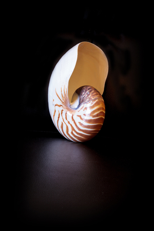 Chambered Nautilus seashell Nautilus pompilius pompilius isolated on a black backgroundの写真素材