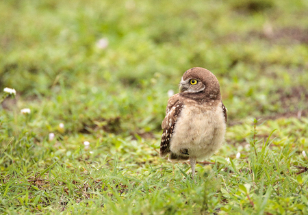 Baby Burrowing owl Athene cunicularia perched outside its burrow on Marco Island, Floridaの写真素材