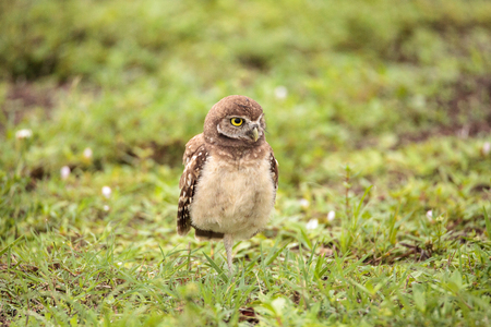 Baby Burrowing owl Athene cunicularia perched outside its burrow on Marco Island, Floridaの写真素材