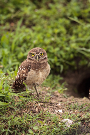 Adult Burrowing owl Athene cunicularia perched outside its burrow on Marco Island, Floridaの写真素材