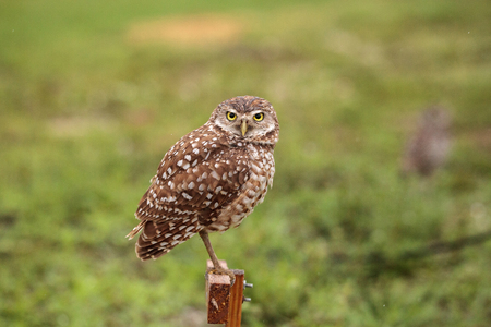 Adult Burrowing owl Athene cunicularia perched outside its burrow on Marco Island, Floridaの写真素材