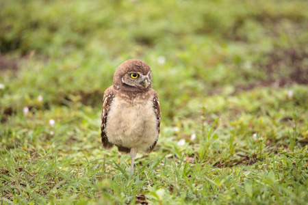 Baby Burrowing owl Athene cunicularia perched outside its burrow on Marco Island, Floridaの写真素材