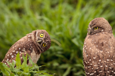 Funny Burrowing owl Athene cunicularia tilts its head outside its burrow on Marco Island, Floridaの写真素材