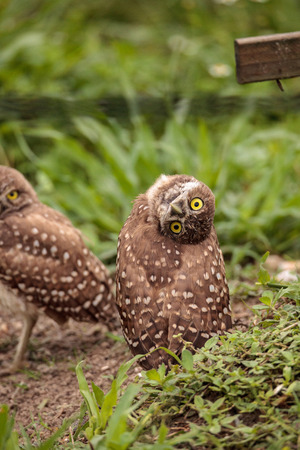 Funny Burrowing owl Athene cunicularia tilts its head outside its burrow on Marco Island, Floridaの写真素材