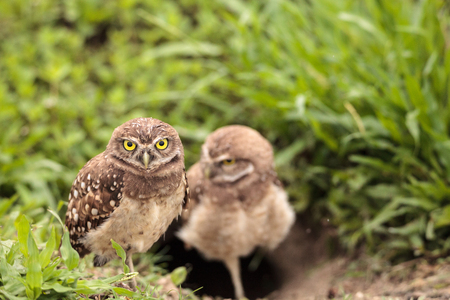 Family with Baby Burrowing owls Athene cunicularia perched outside a burrow on Marco Island, Floridaの写真素材