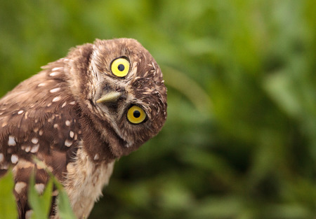 Funny Burrowing owl Athene cunicularia tilts its head outside its burrow on Marco Island, Floridaの写真素材