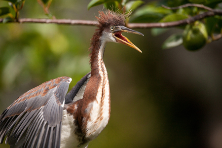 Baby Tricolored heron bird Egretta tricolor in a tree in the Ding Darling National Refuge on Sanibel Island, Floridaの写真素材