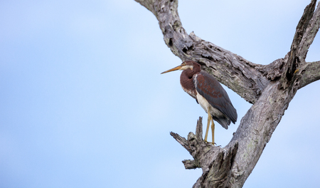 Adult Tricolored heron bird Egretta tricolor in a tree in the Ding Darling National Refuge on Sanibel Island, Floridaの写真素材