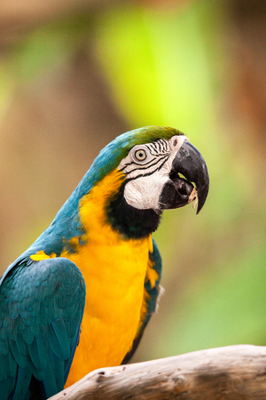 Blue and gold macaw bird Ara ararauna perches in captivity in Floridaの写真素材