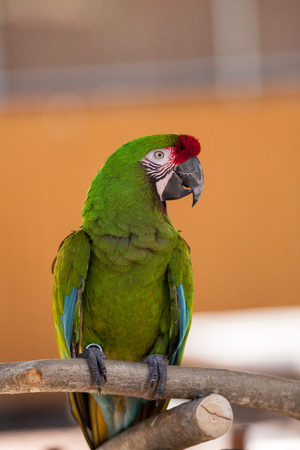Military macaw bird Ara militaris perches in captivity in Floridaの写真素材