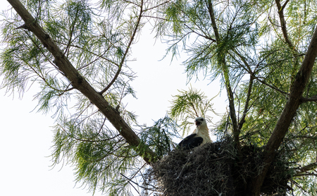 Juvenile swallow-tailed kite Elanoides forficatus eats a lizard dropped in a nest in Naples, Floridaの写真素材