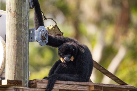 Buff-cheeked gibbon Nomascus gabriellae sits on a dock and relaxes.