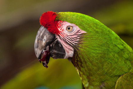 Military macaw bird Ara militaris perches in captivity in Florida