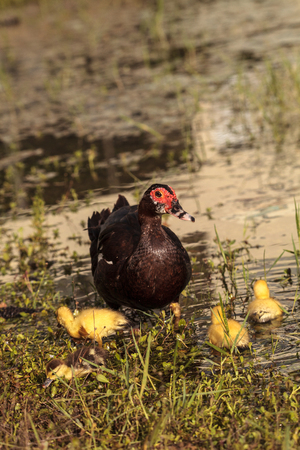 Mother and Baby Muscovy ducklings Cairina moschata flock together in a pond in Naples, Florida in summer.の写真素材