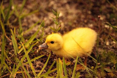 Baby Muscovy ducklings Cairina moschata flock together in a pond in Naples, Florida in summer.の写真素材